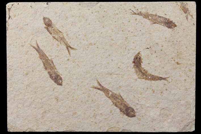 Shale With Five Fossil Fish (Knightia) - Wyoming #111247